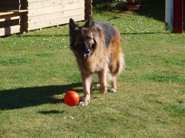 Schæferhund Tyson billede 13