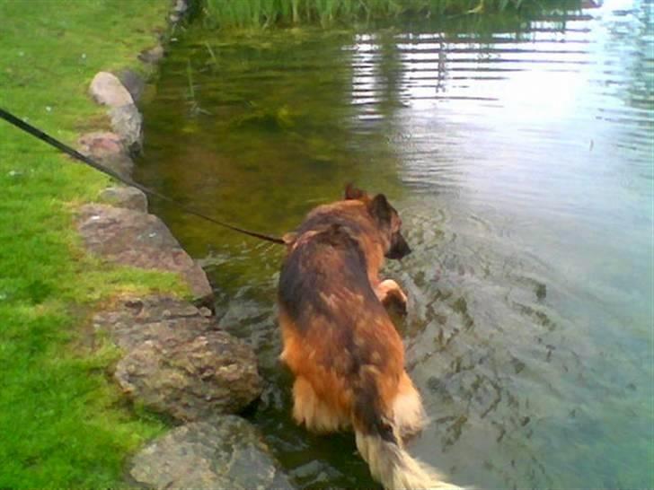 Schæferhund Tyson billede 17