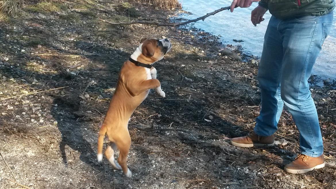 Olde english bulldogge Frankie billede 9