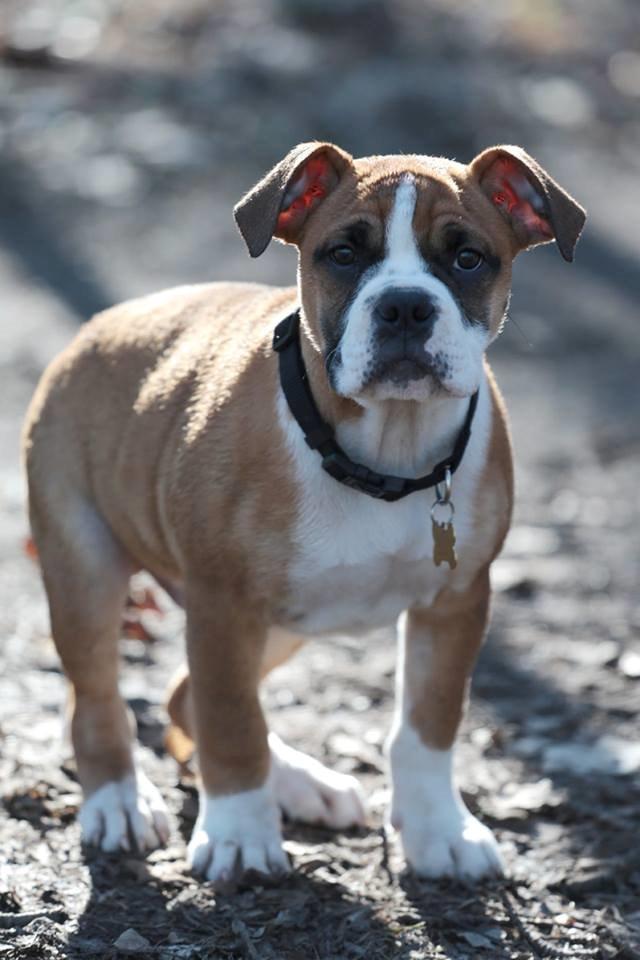 Olde english bulldogge Frankie billede 10