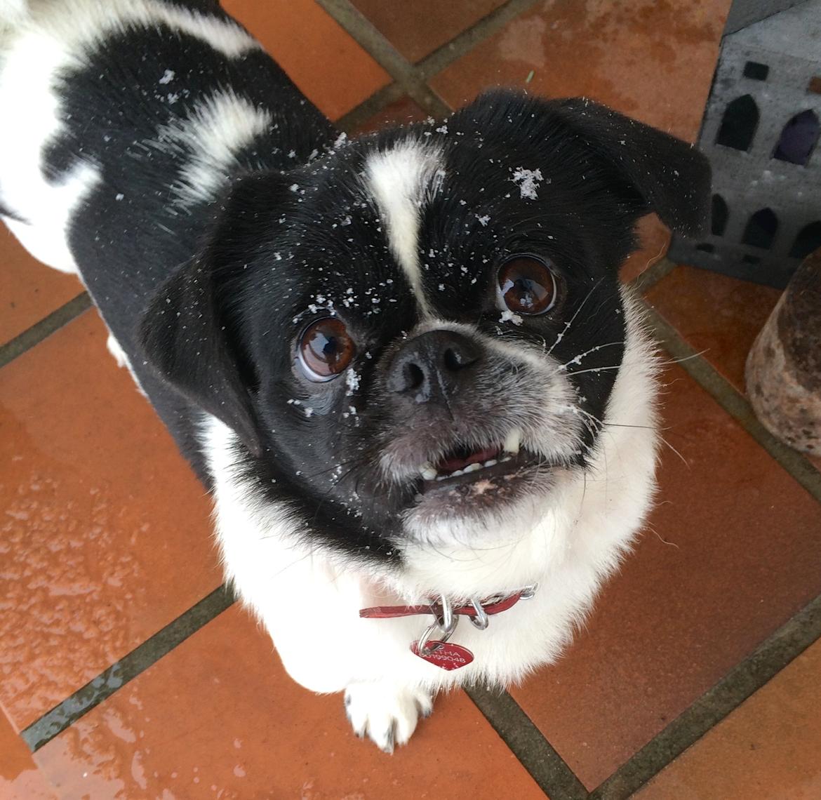 Blanding af racer Bertha billede 13