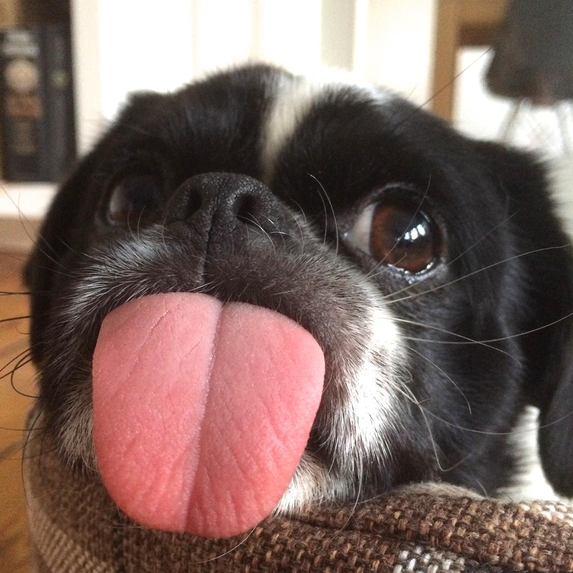 Blanding af racer Bertha - Når Bertha slapper af rulles tungen ud :D billede 1