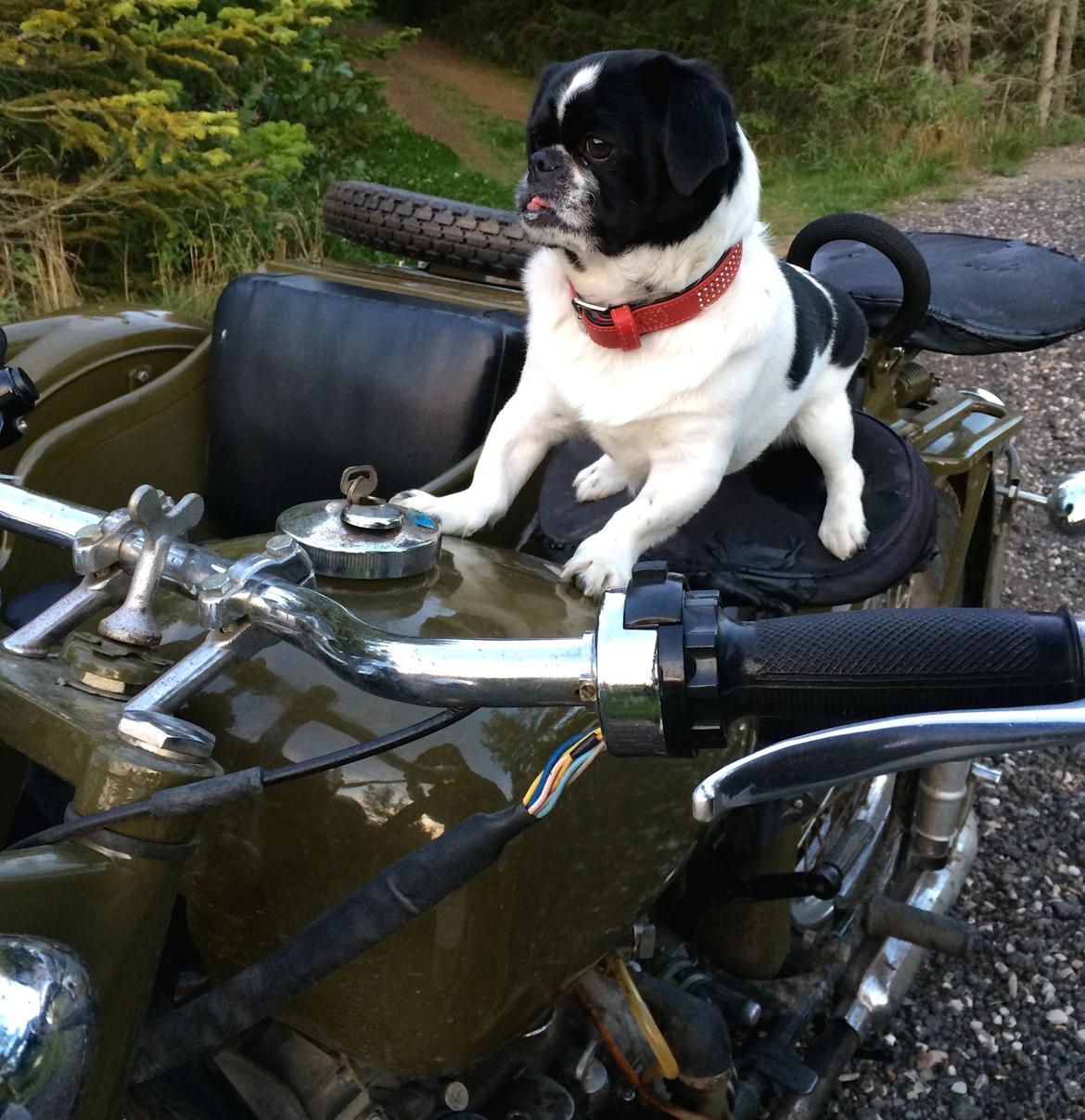 Blanding af racer Bertha billede 15