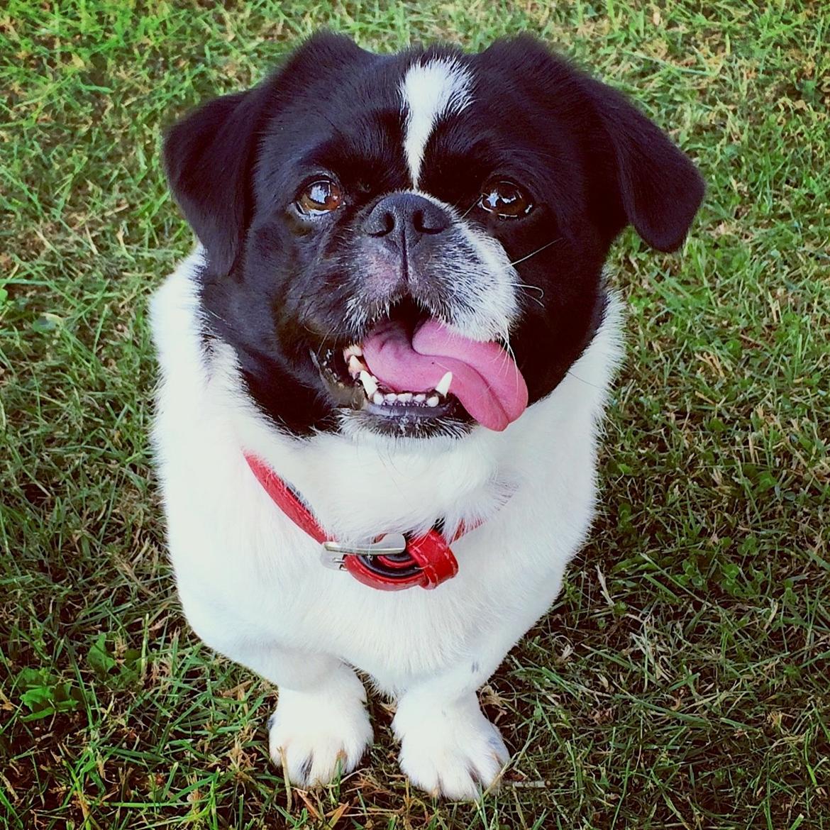 Blanding af racer Bertha billede 16