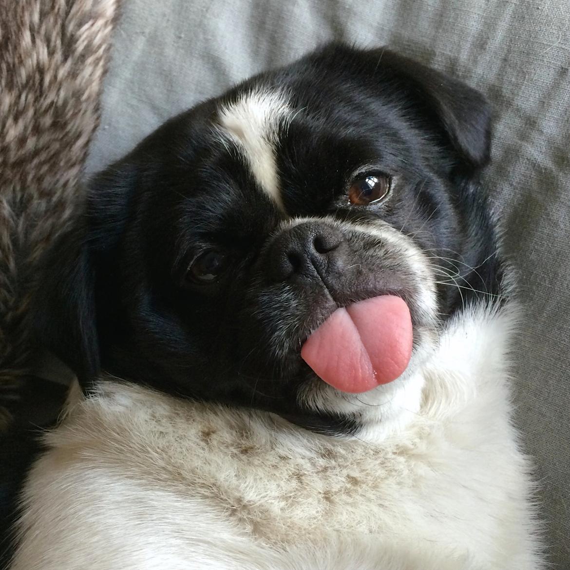 Blanding af racer Bertha billede 10