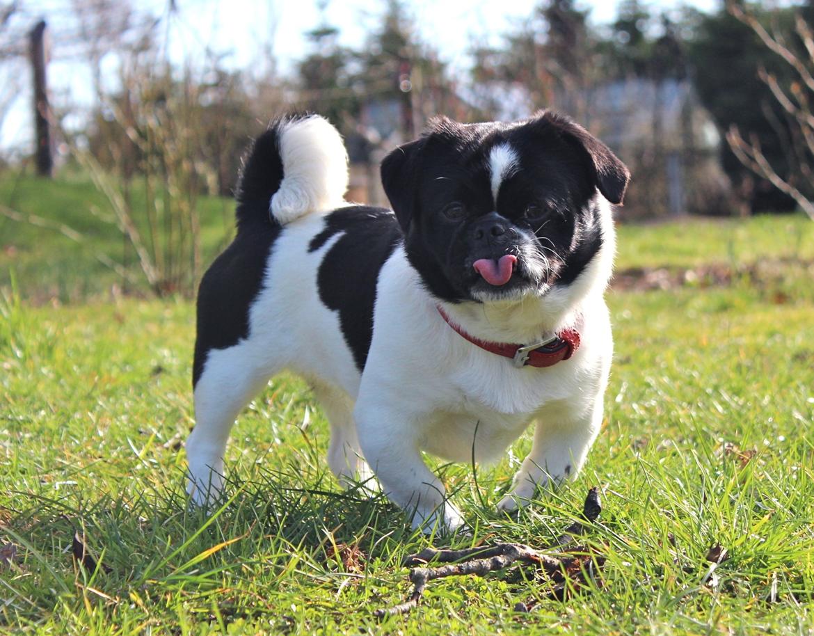 Blanding af racer Bertha billede 17