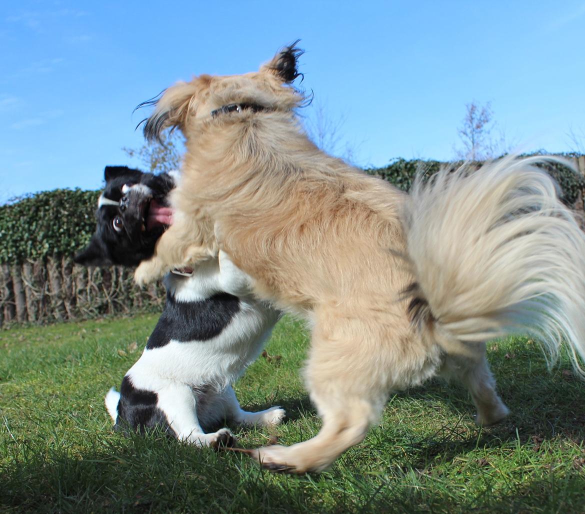 Blanding af racer Bertha - Typisk mops, sidder altid ned, selv når hun leger :D billede 19
