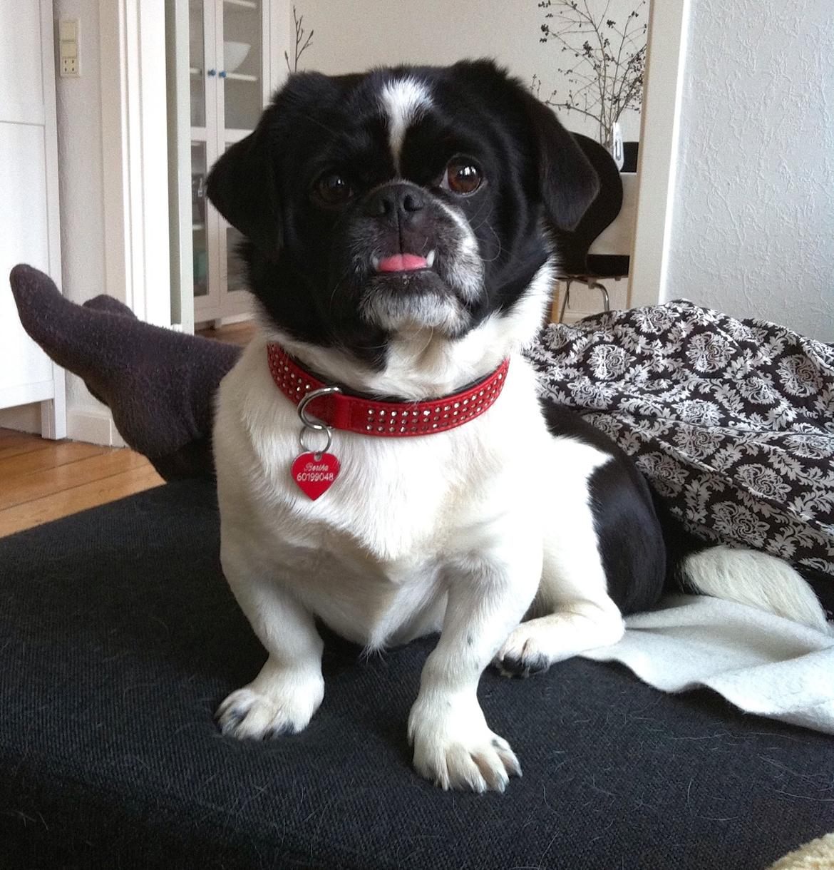 Blanding af racer Bertha billede 9