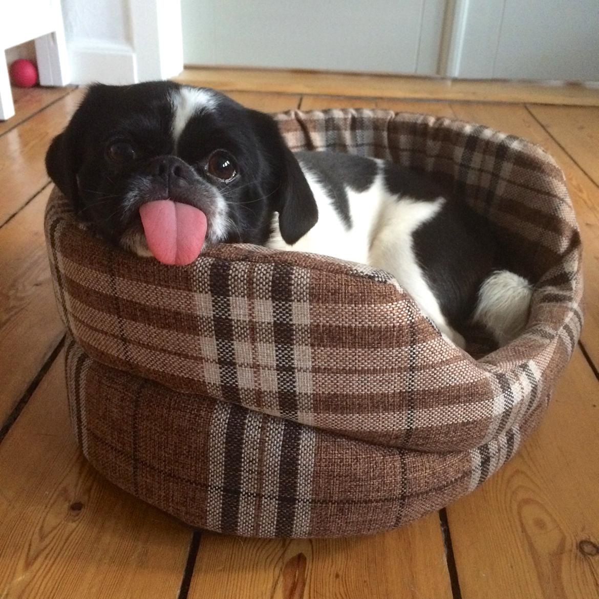 Blanding af racer Bertha billede 14