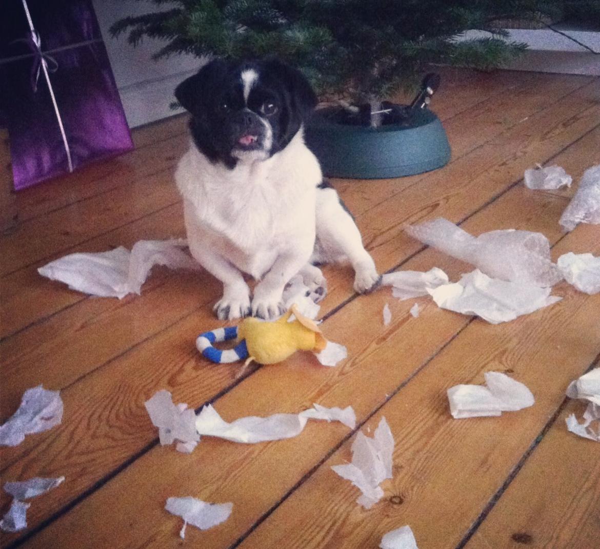 Blanding af racer Bertha - Silkepapir er VILDT sjovt at lege med :) billede 21