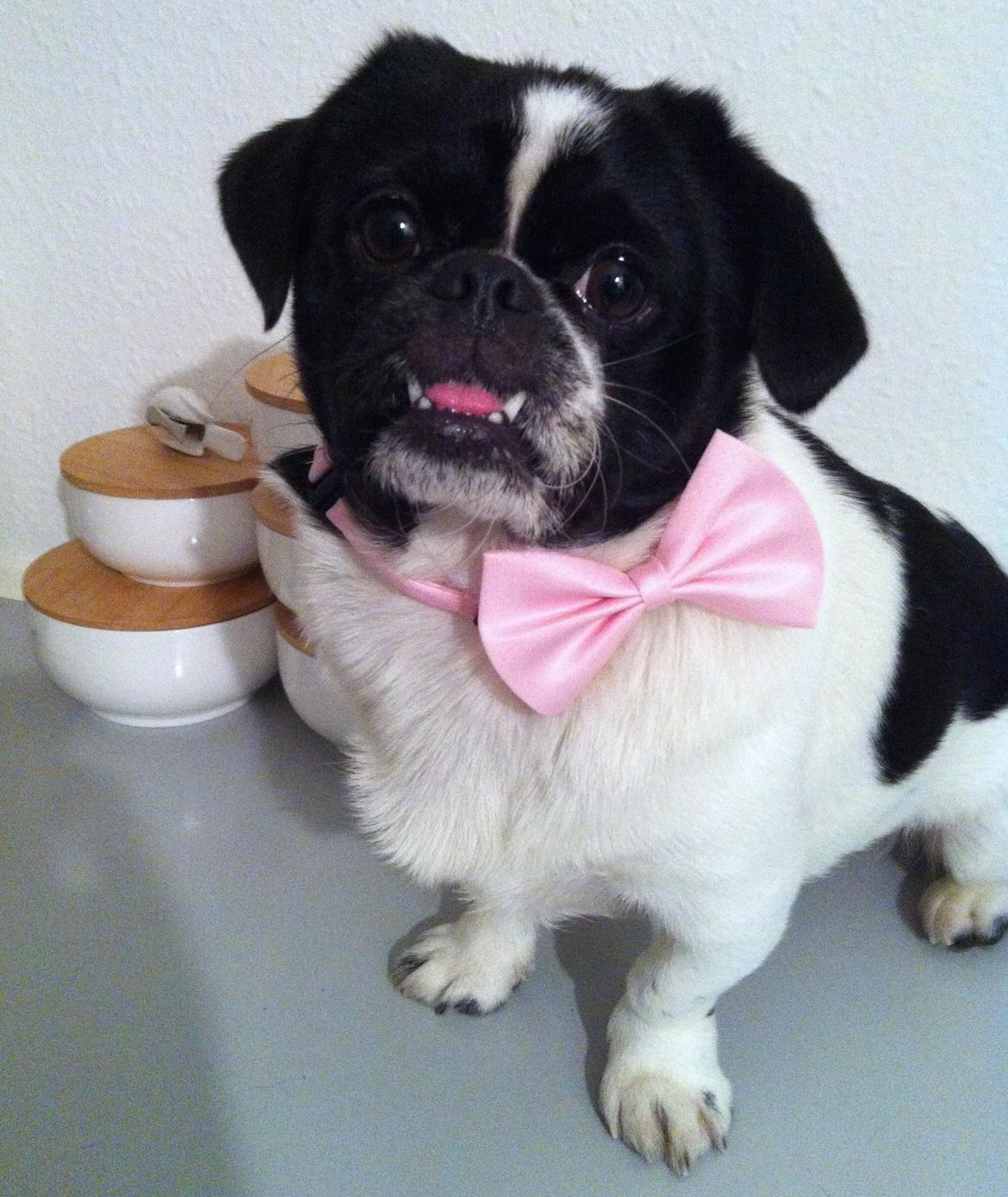 Blanding af racer Bertha billede 22