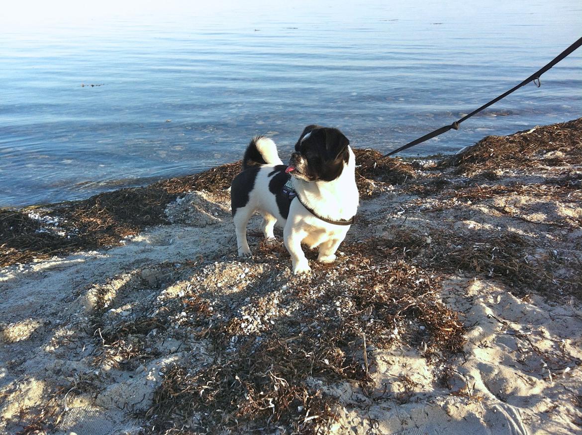 Blanding af racer Bertha billede 23