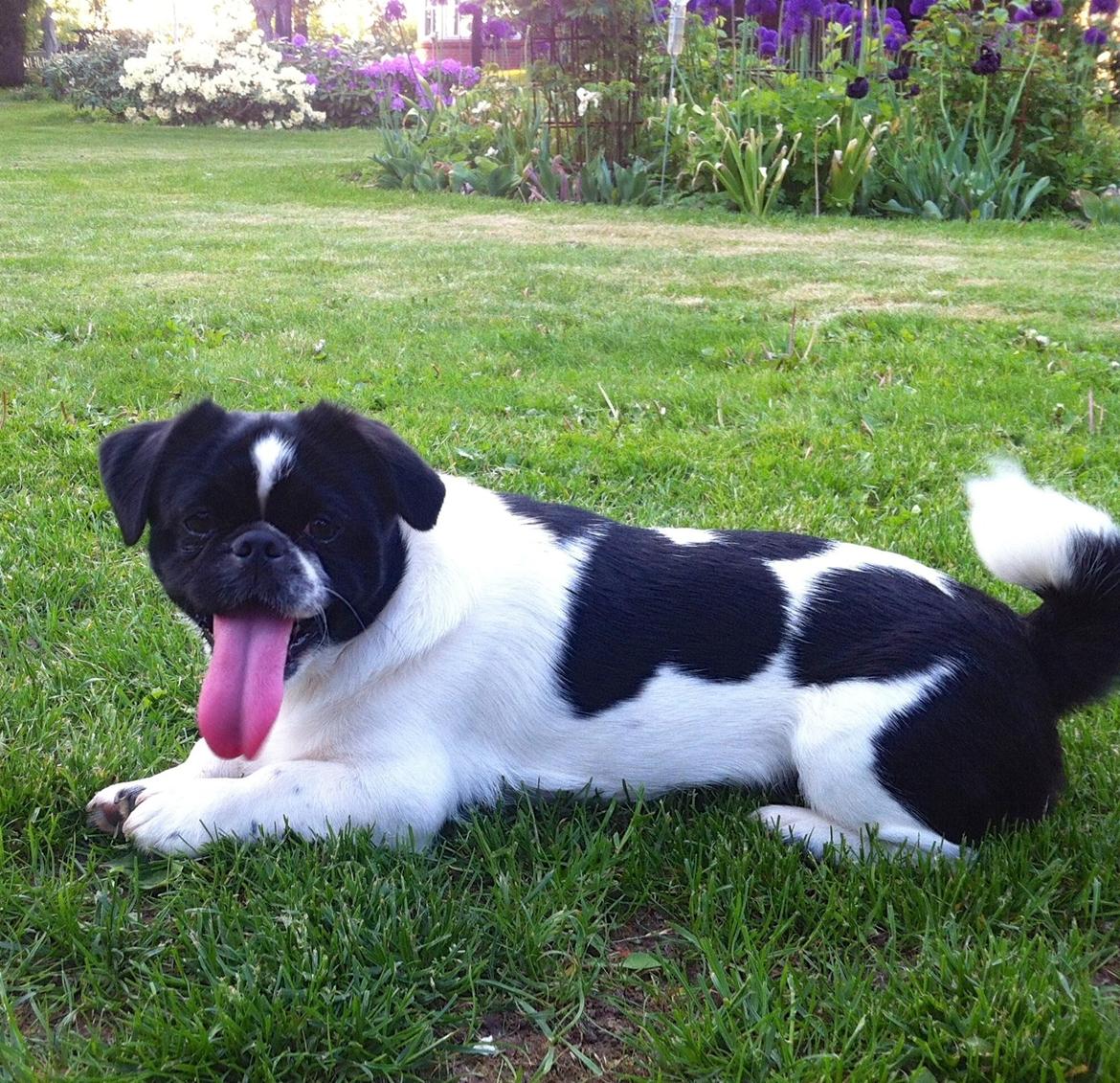 Blanding af racer Bertha billede 24