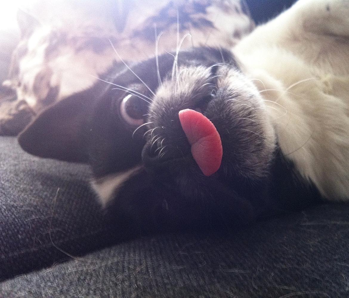 Blanding af racer Bertha billede 25