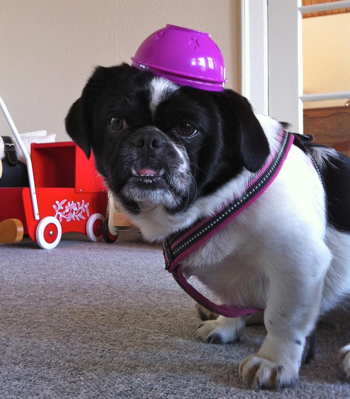 Blanding af racer Bertha billede 26