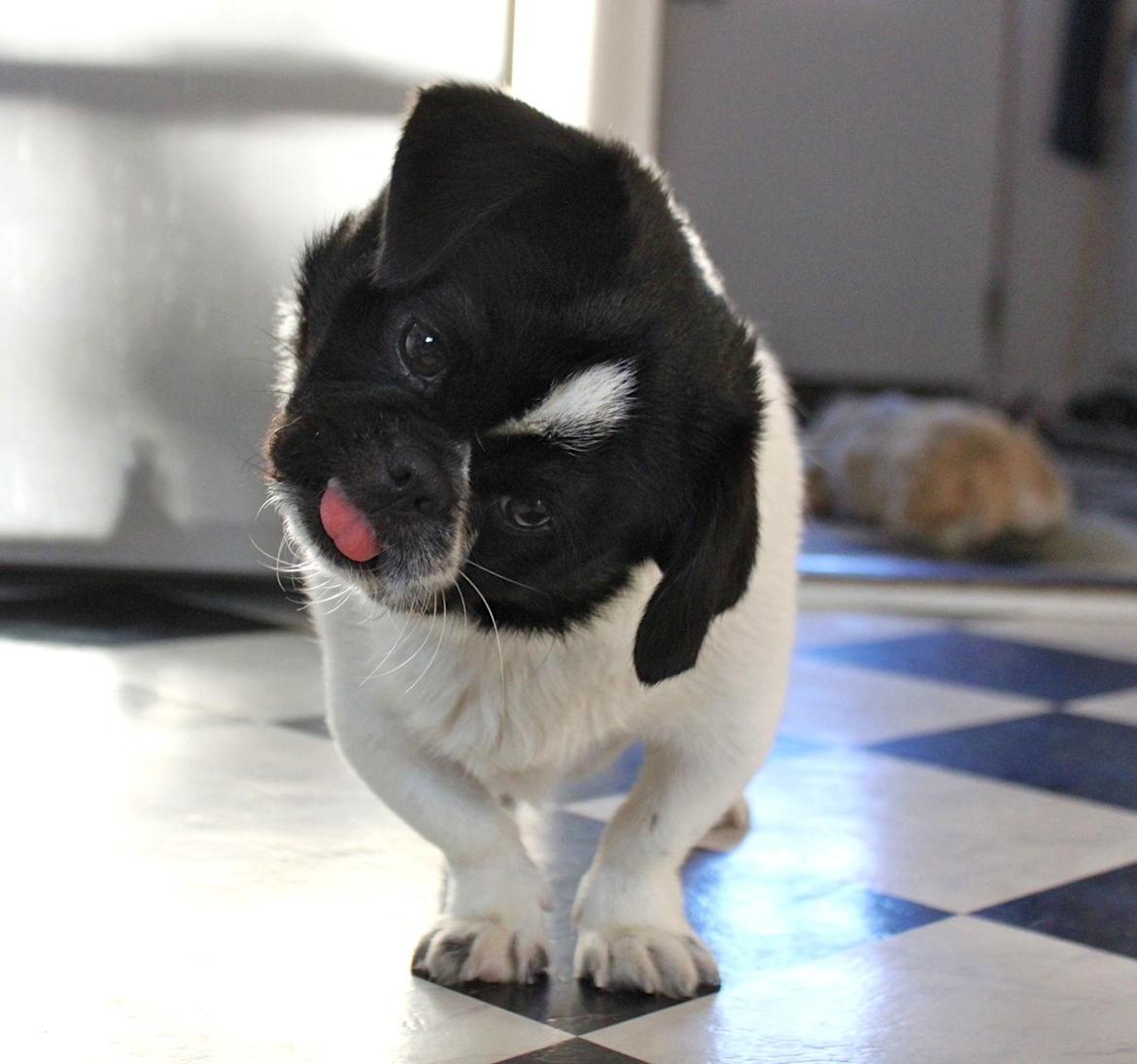 Blanding af racer Bertha billede 27