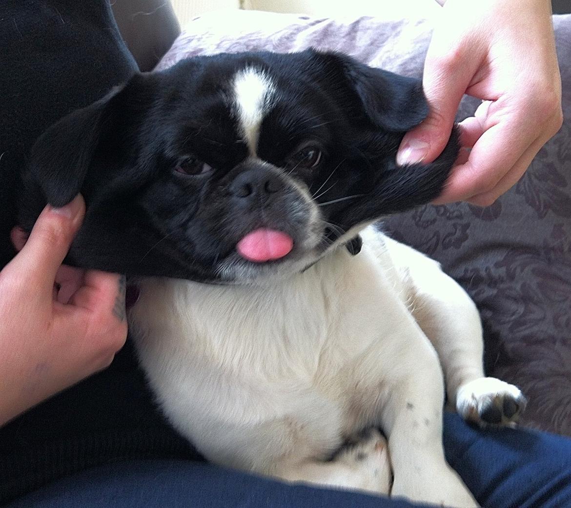 Blanding af racer Bertha - Typisk mops, med masser af overflødig hud :) billede 28