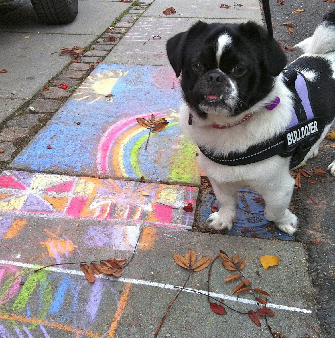 Blanding af racer Bertha billede 2