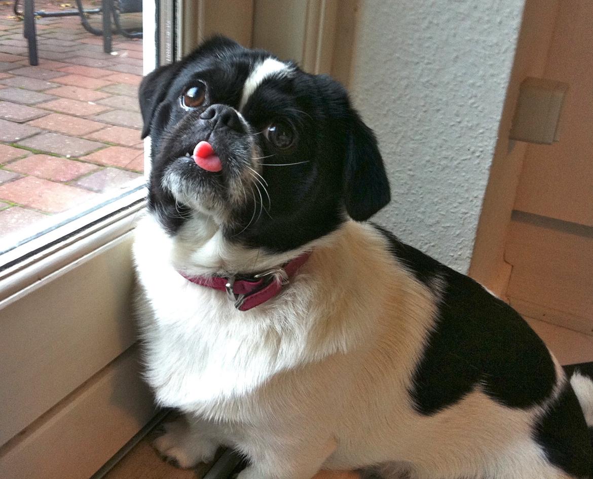 Blanding af racer Bertha billede 29