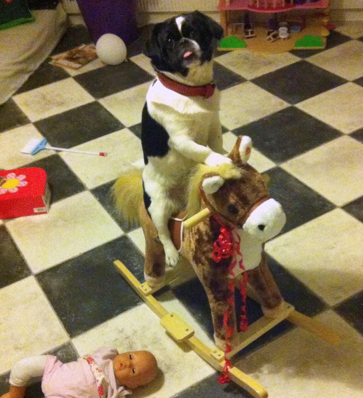 Blanding af racer Bertha - Ét af mine yndligsbilleder - og før der kommer negative kommentarer om dyremishandling vil jeg sige at hun sad der i 2 sekunder, og hun syntes bare det var mærkeligt :) billede 20