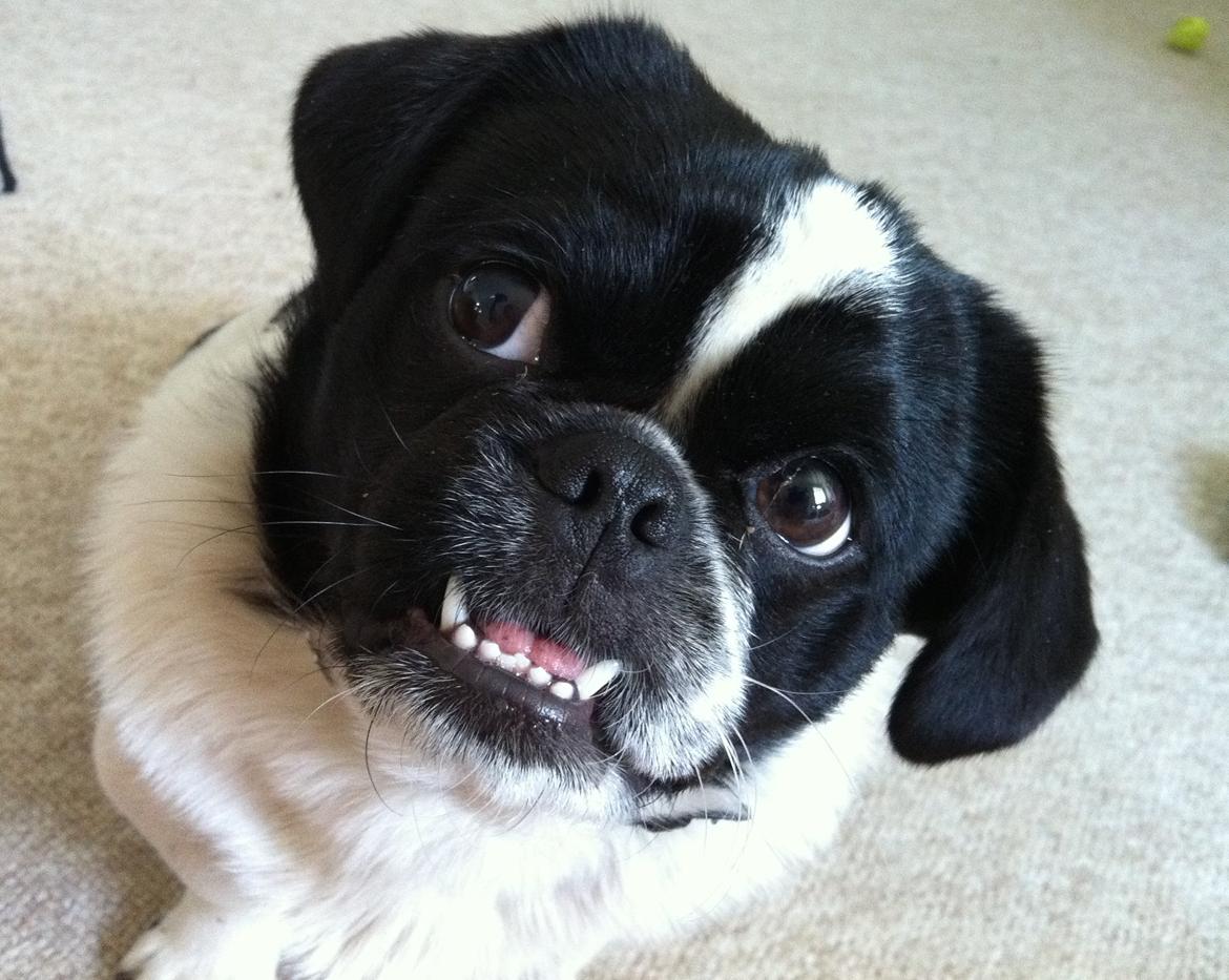 Blanding af racer Bertha billede 31