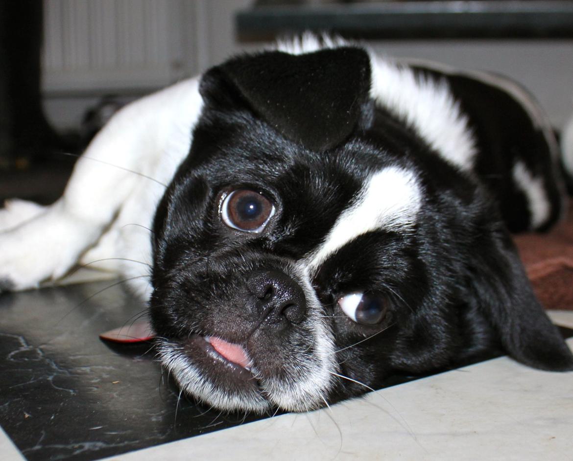 Blanding af racer Bertha billede 32