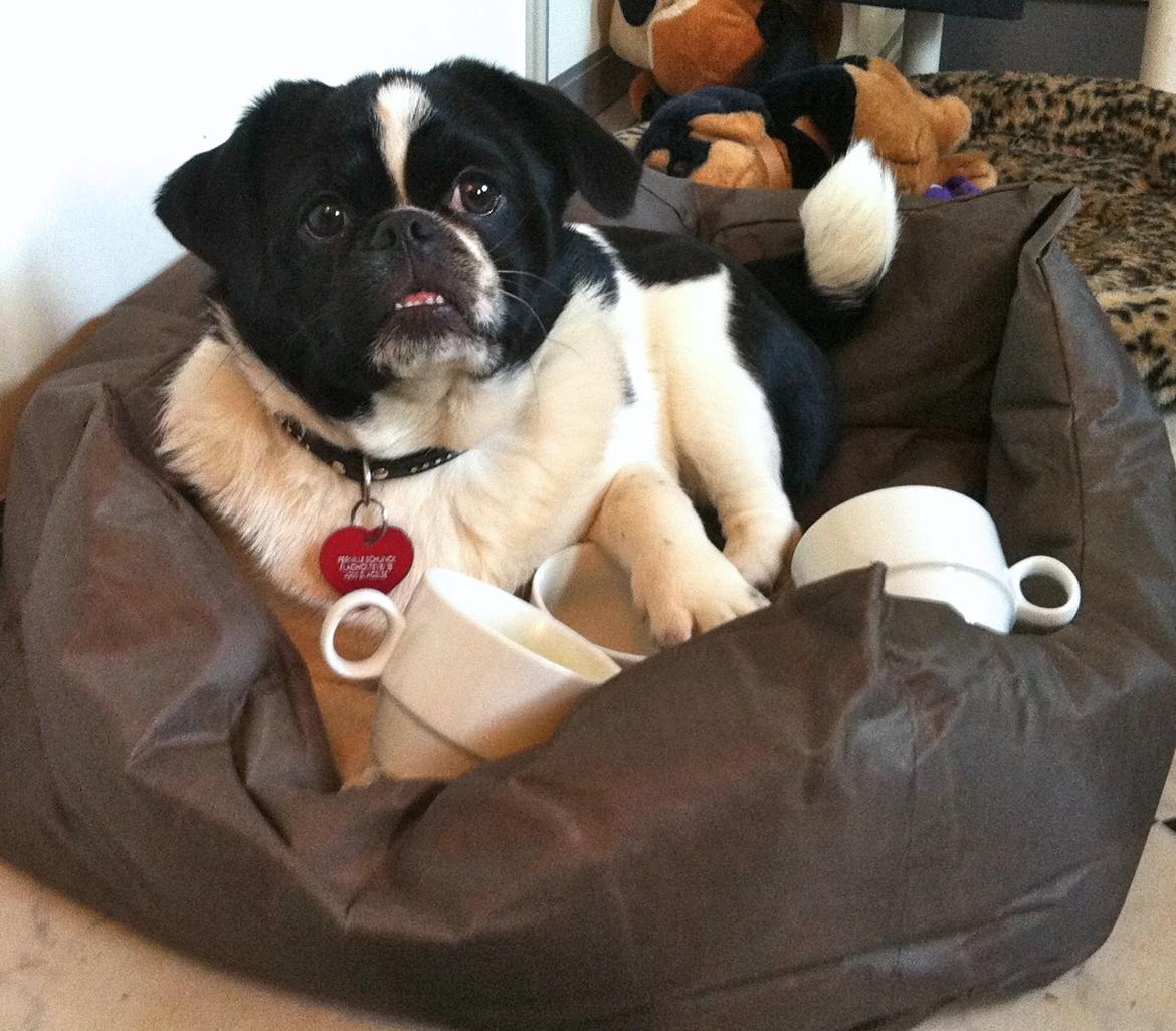 Blanding af racer Bertha billede 33