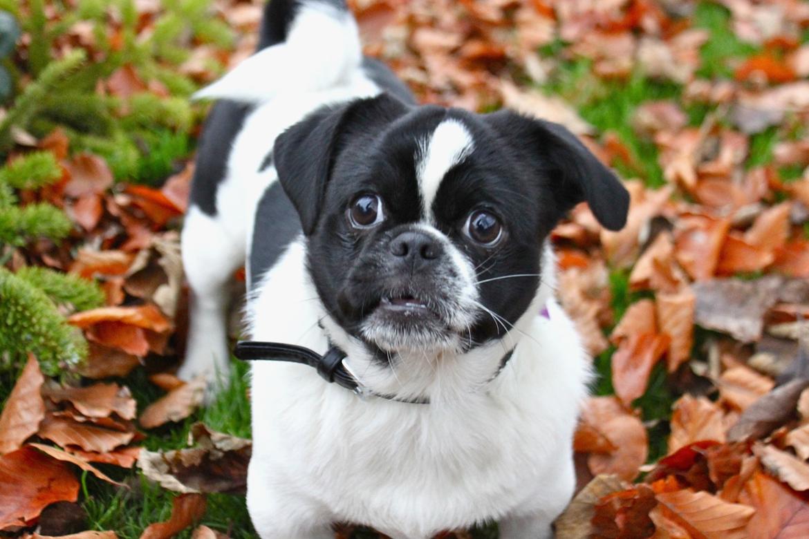 Blanding af racer Bertha billede 18