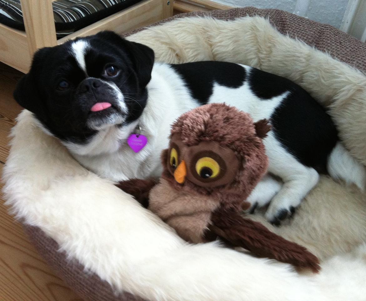 Blanding af racer Bertha billede 30