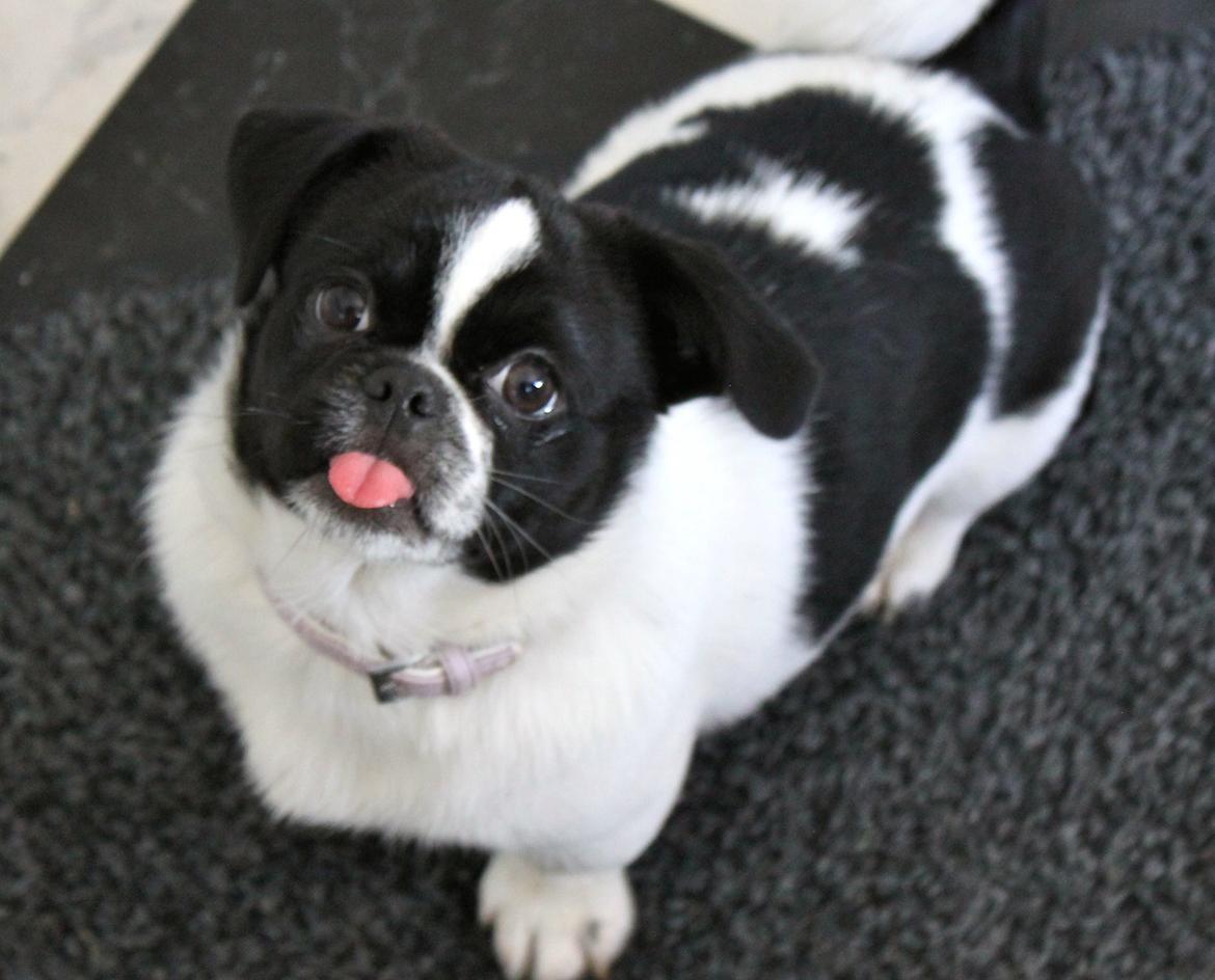 Blanding af racer Bertha billede 35