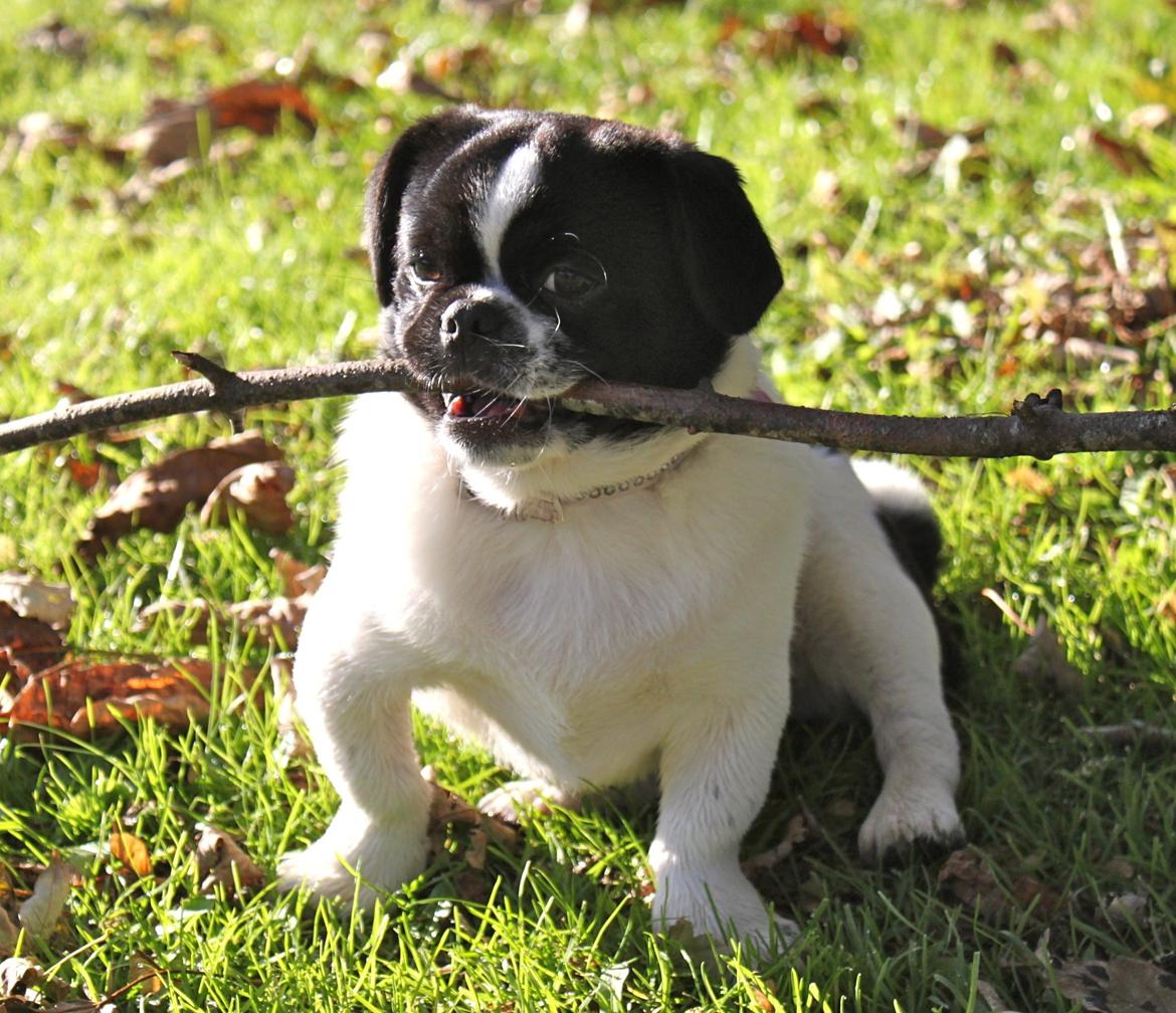 Blanding af racer Bertha billede 36