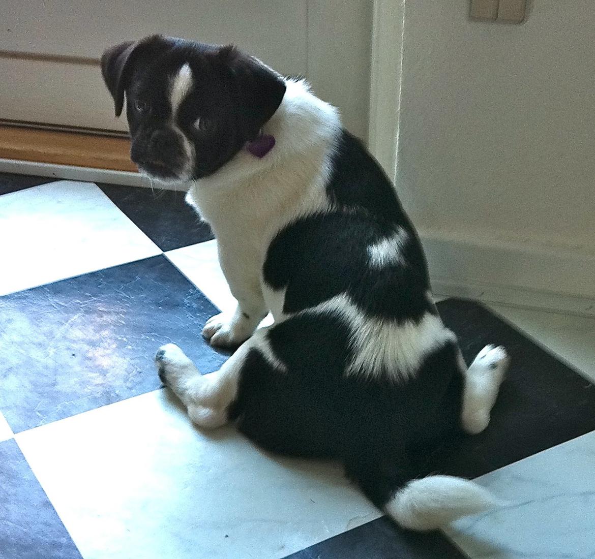 Blanding af racer Bertha billede 37