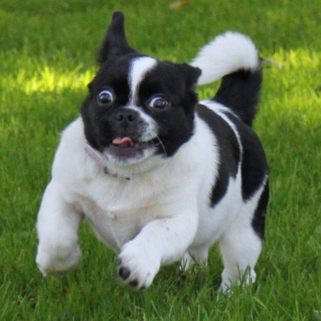 Blanding af racer Bertha - Bertha som tyk hvalp, ca. 4-5 måneder gammel :) billede 7