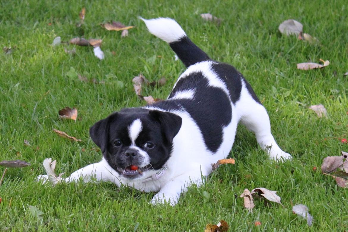 Blanding af racer Bertha billede 38