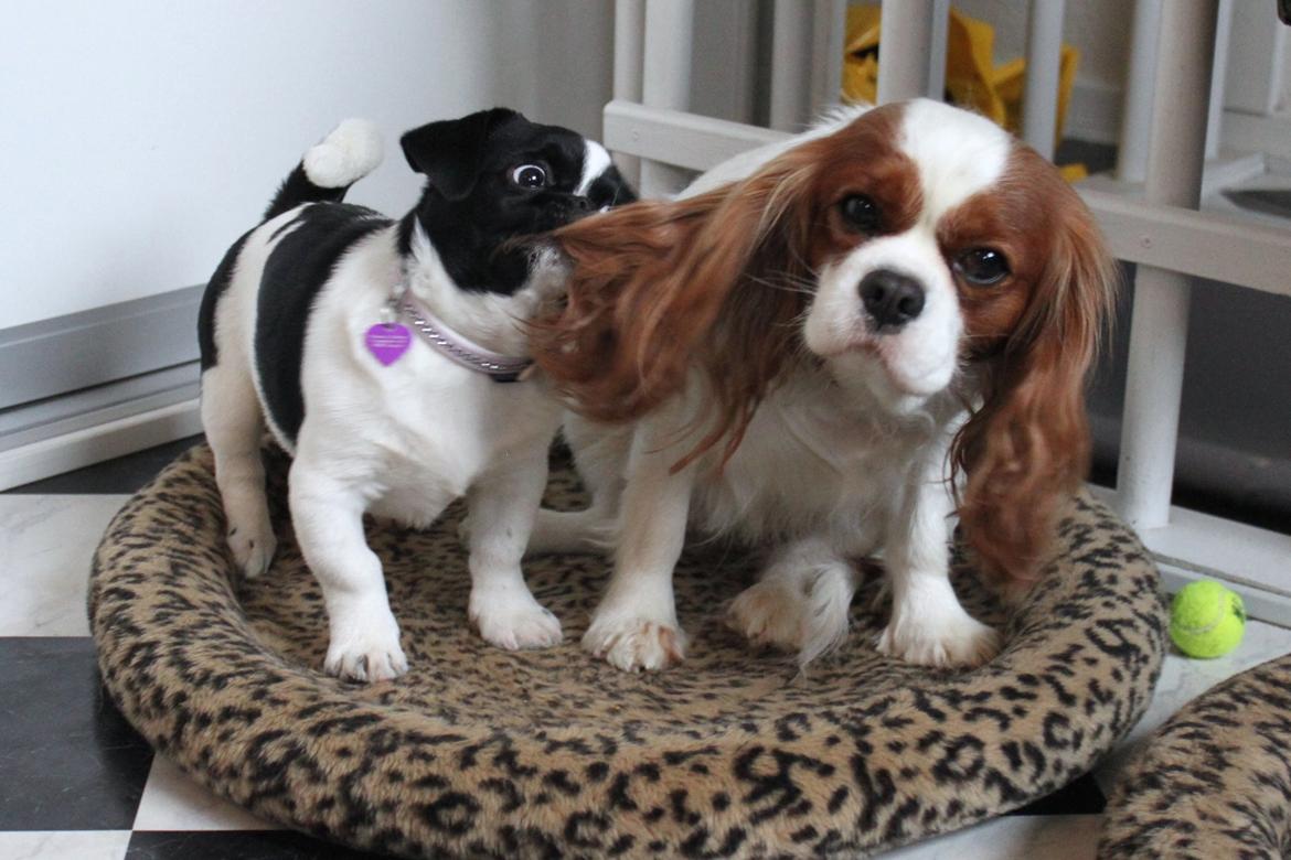 Blanding af racer Bertha - Hun var strid som hvalp - her går det ud over kusinen Bella :) billede 11