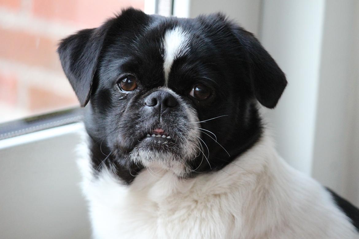 Blanding af racer Bertha billede 6