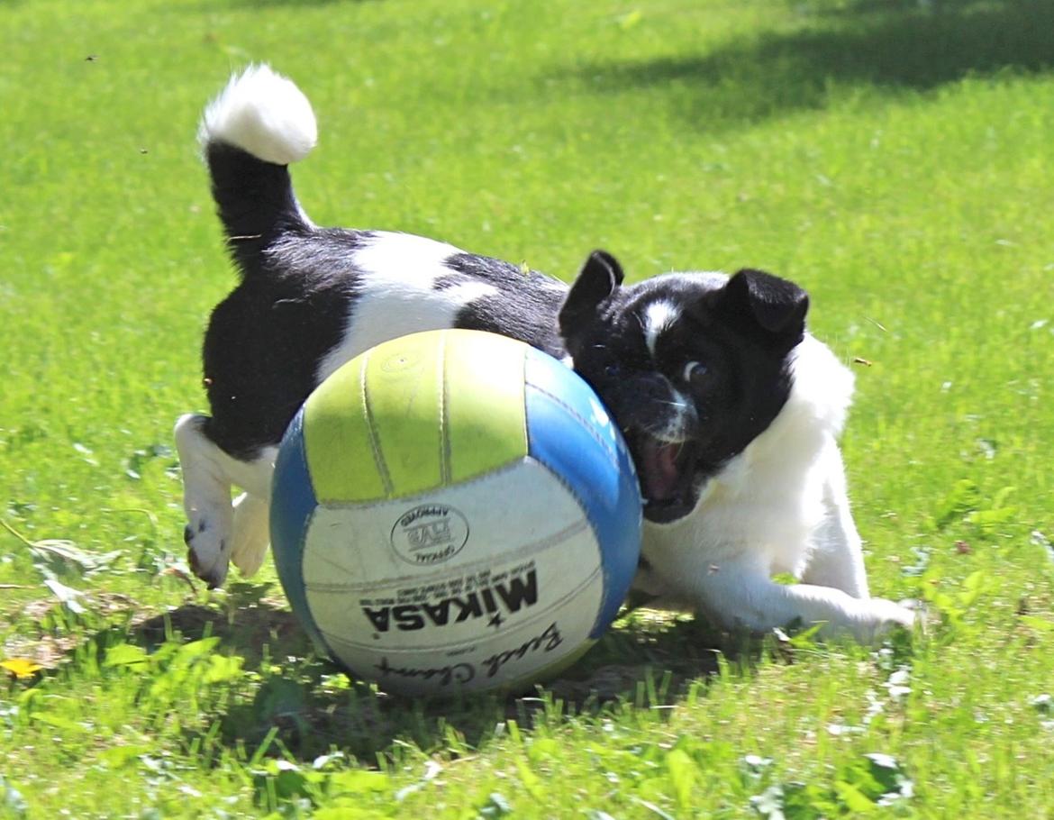 Blanding af racer Bertha billede 39