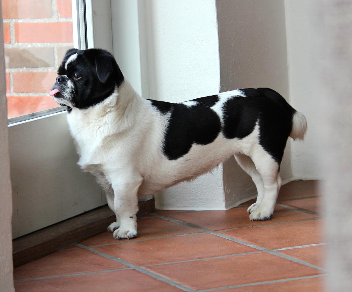 Blanding af racer Bertha - Man skulle ikke tro at hun var den optimale jæger med disse korte ben - men hun har nedlagt utallige fasaner :s billede 40