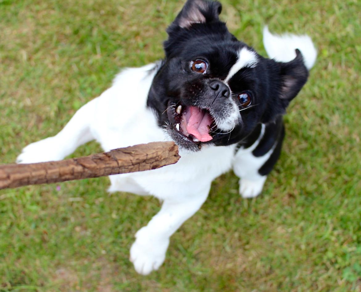 Blanding af racer Bertha billede 3