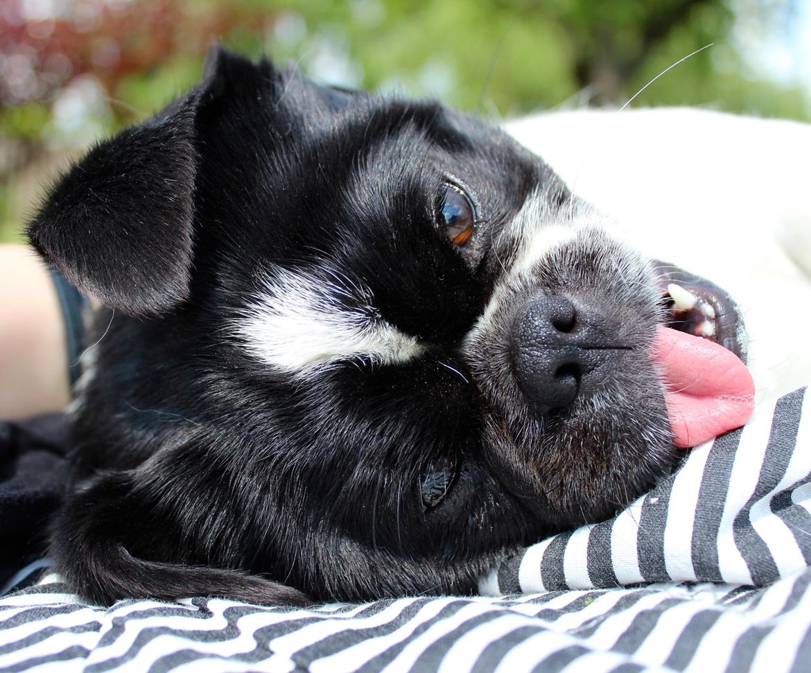 Blanding af racer Bertha billede 41