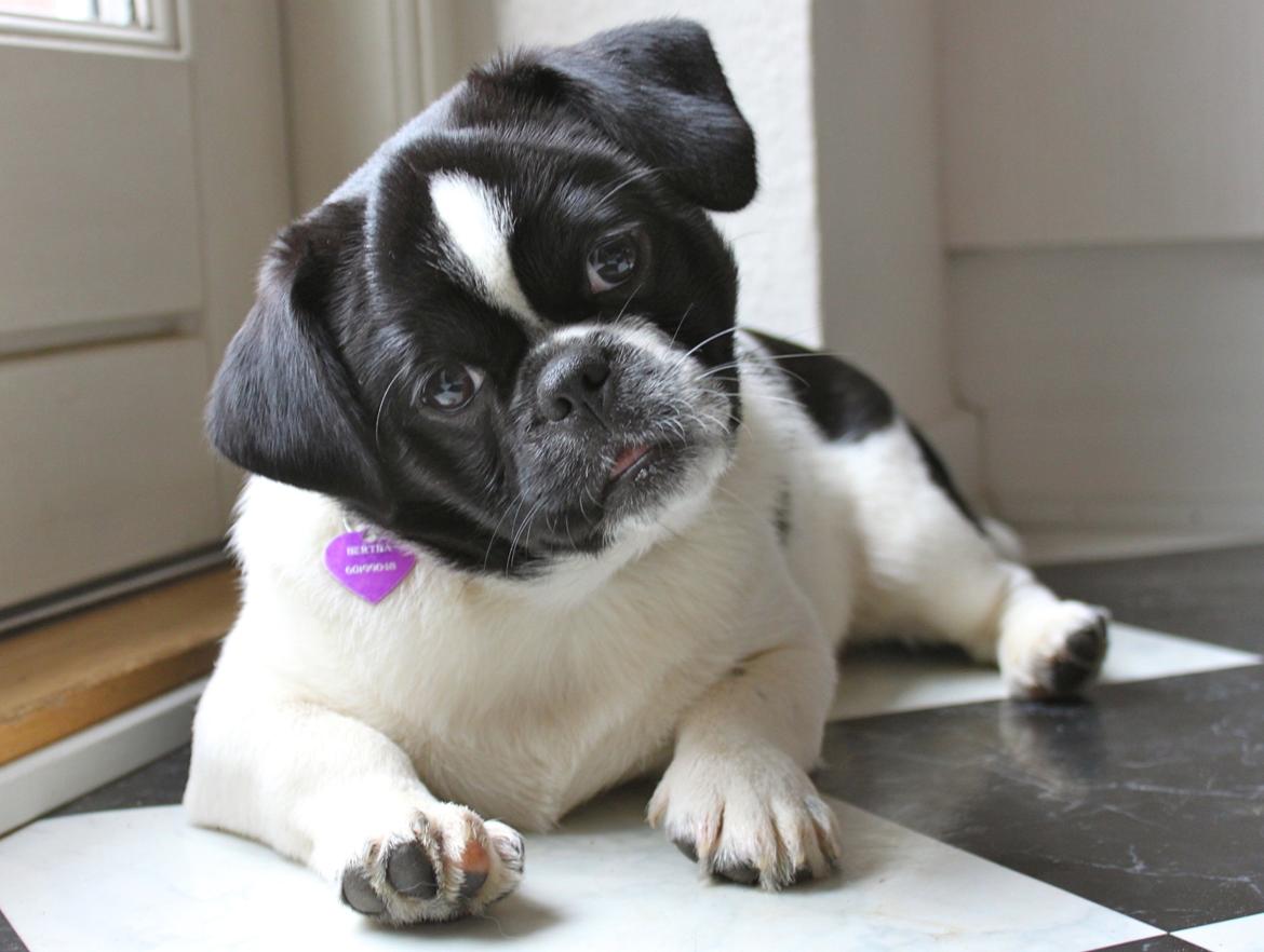 Blanding af racer Bertha billede 34