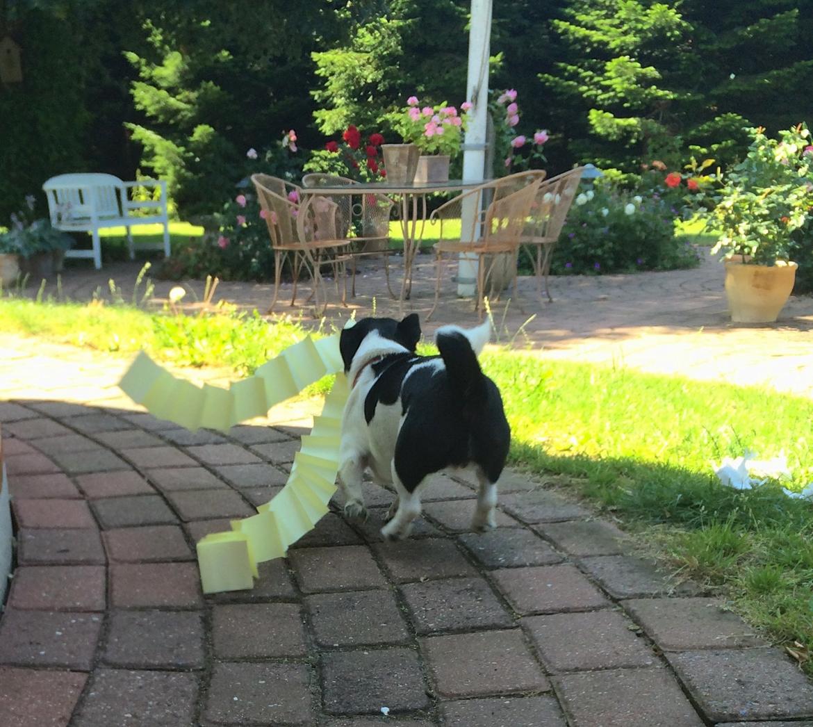 Blanding af racer Bertha - Har har hun stjålet en stak post-its, og har taget dem med på tur i haven :) billede 43