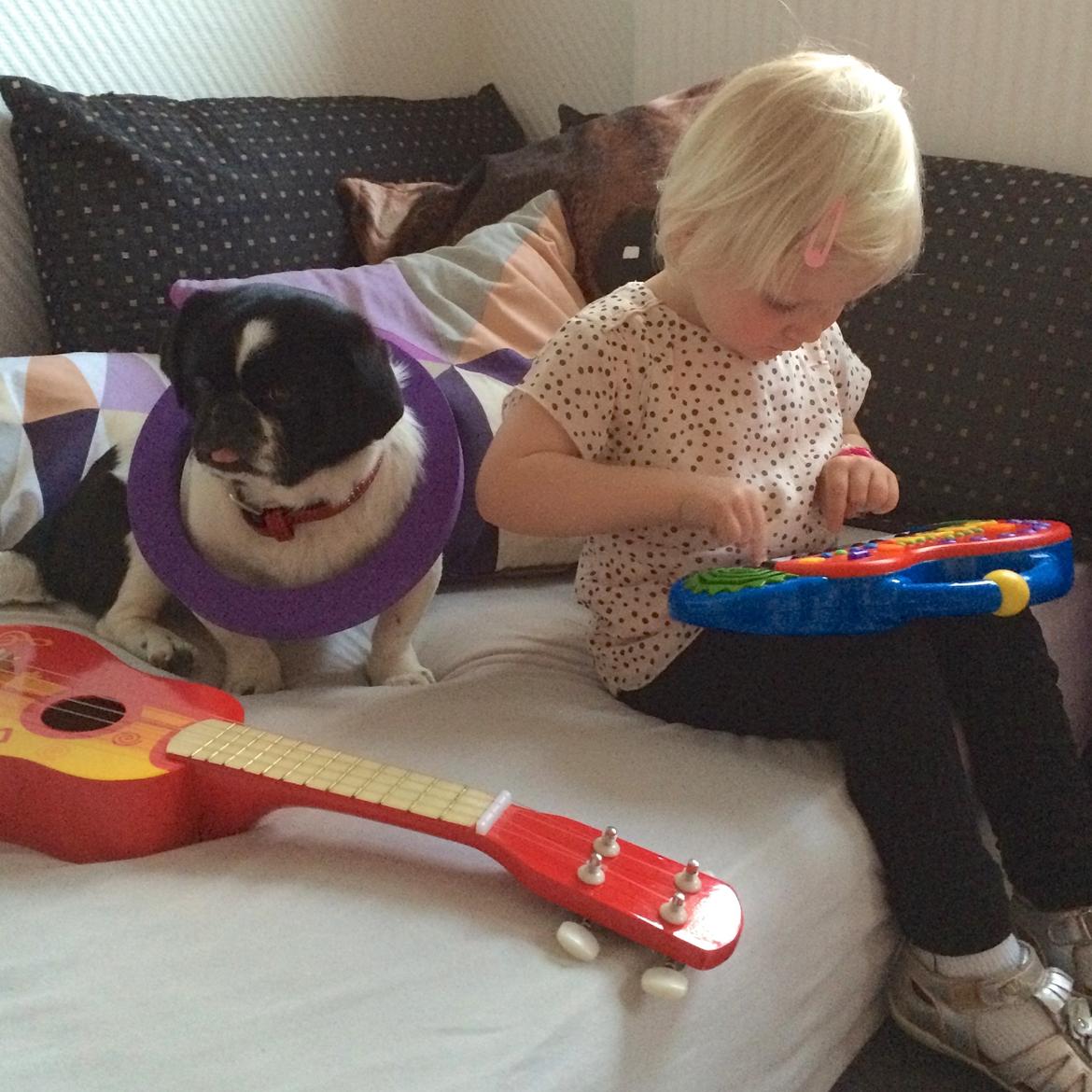 Blanding af racer Bertha - Verdens bedste familiehund :) billede 42