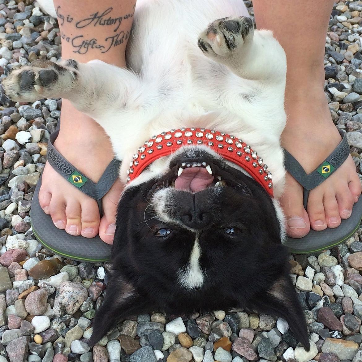 Blanding af racer Bertha billede 8