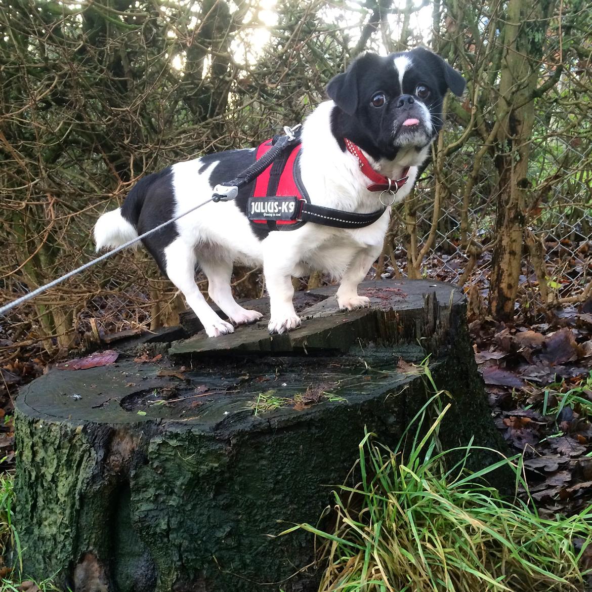 Blanding af racer Bertha billede 45