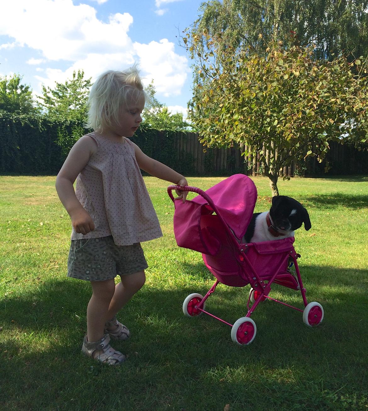 Blanding af racer Bertha - Verdens bedste familiehund :) billede 44