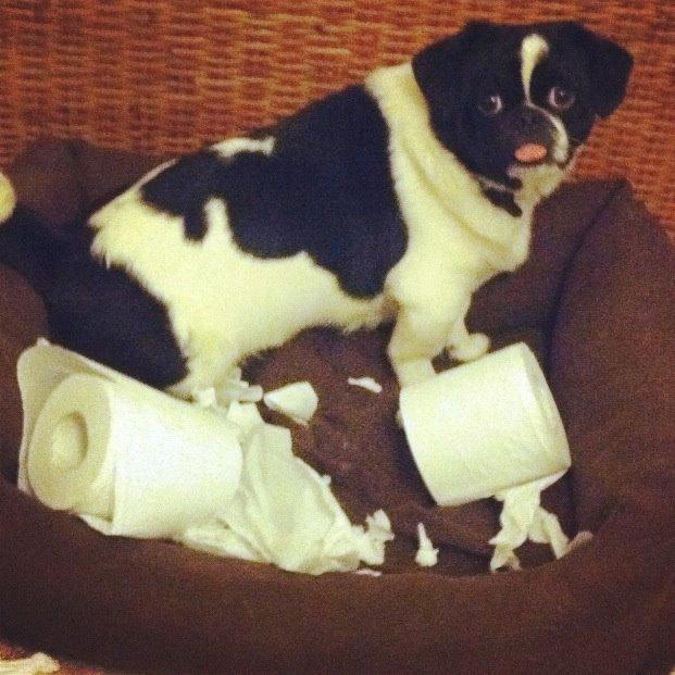 Blanding af racer Bertha billede 47