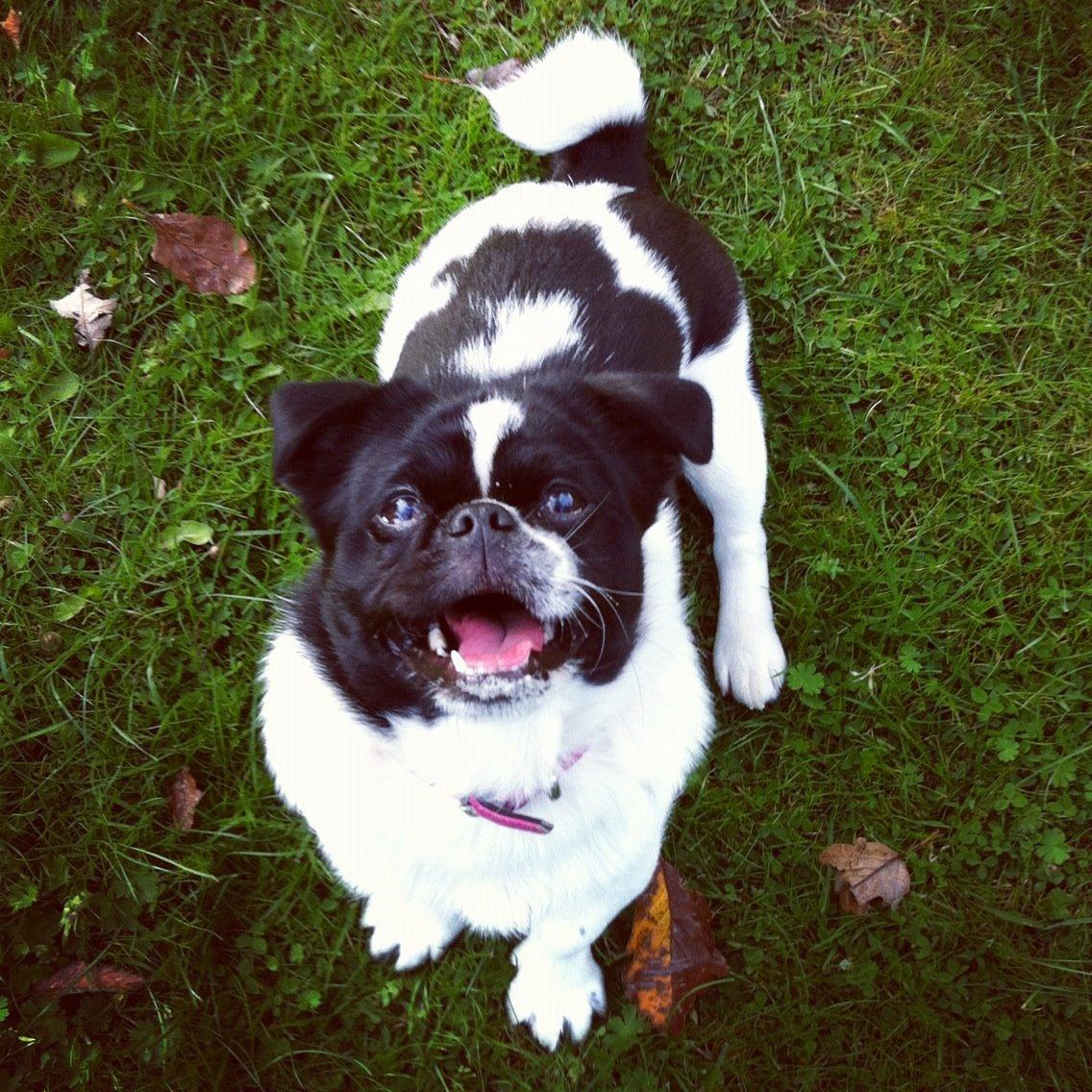 Blanding af racer Bertha billede 48