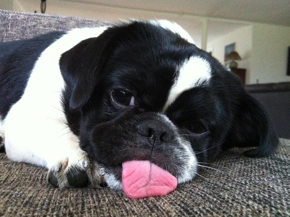 Blanding af racer Bertha billede 49