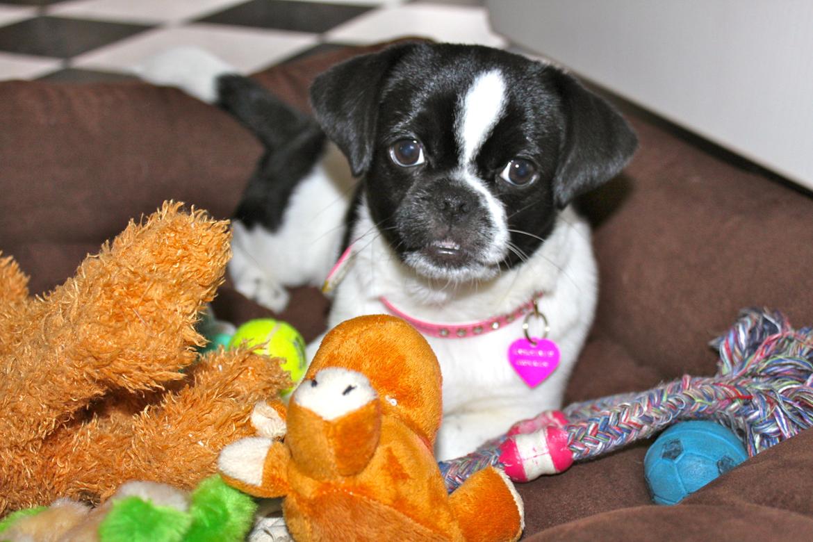 Blanding af racer Bertha billede 50